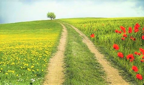 Feldweg mit Blumen